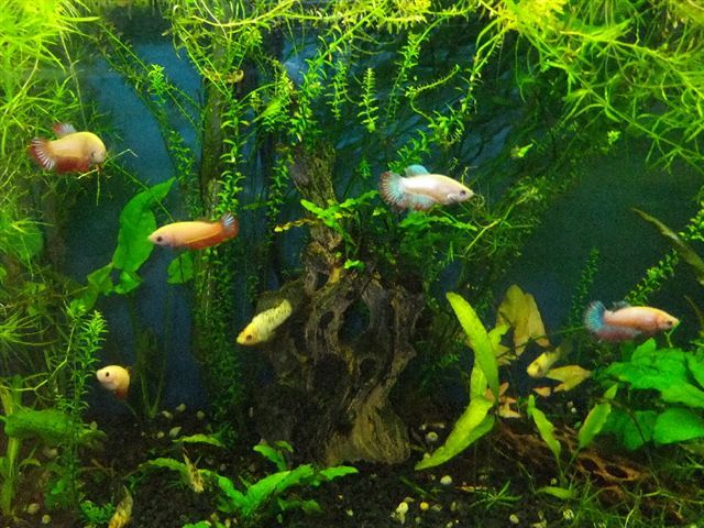 Betta Fish Aggression