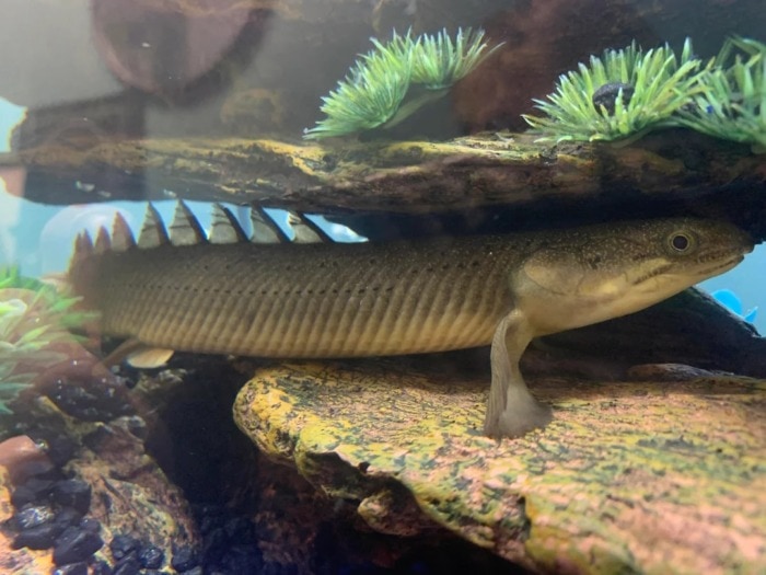 a bichir sitting in a crevice of aquarium rocks
