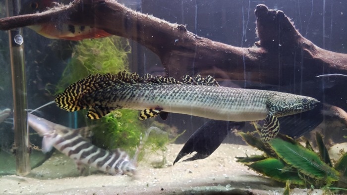 A large Bichir enjoying its well aquascaped tank