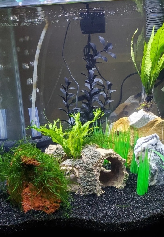 Pictured, black diamond sand in a scaped tank