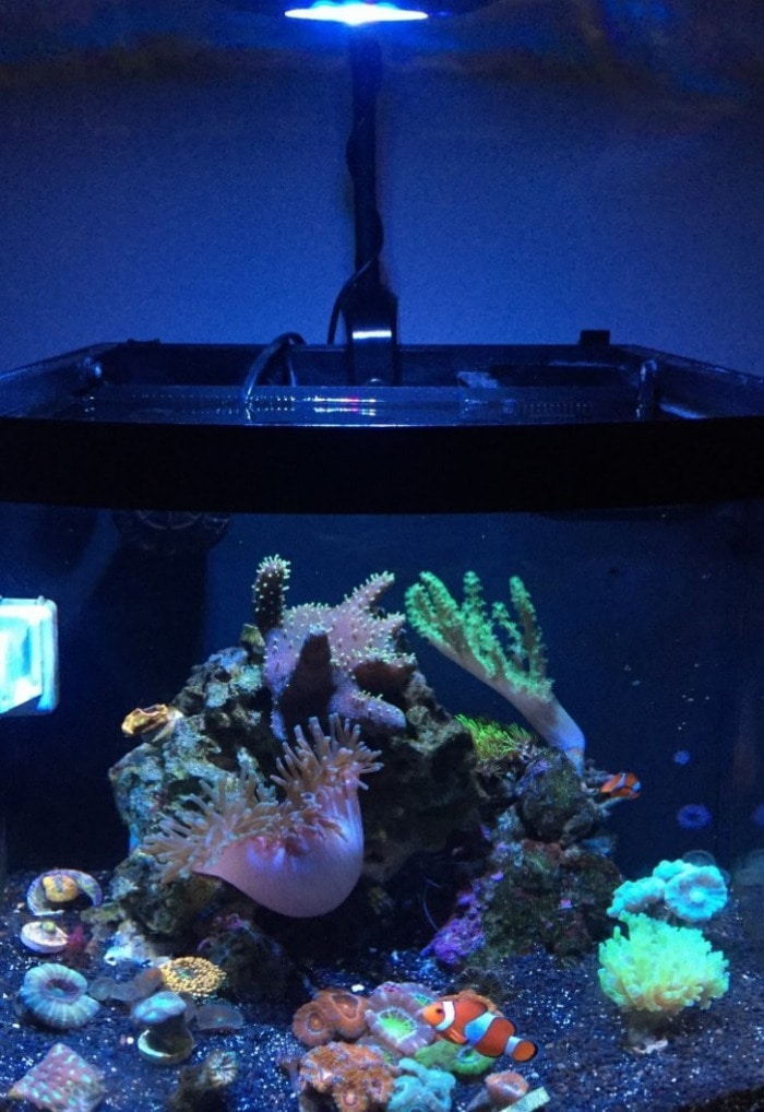Pictured, black sand in a saltwater corals aquarium