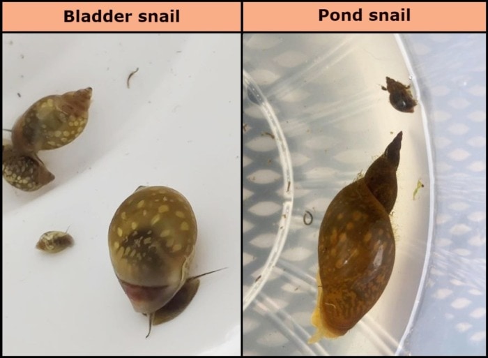 Bladder vs pond snail