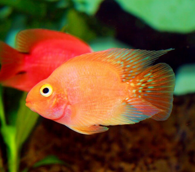 A Blood Parrot Cichlid that has a bright orange coloration with pink hue to it