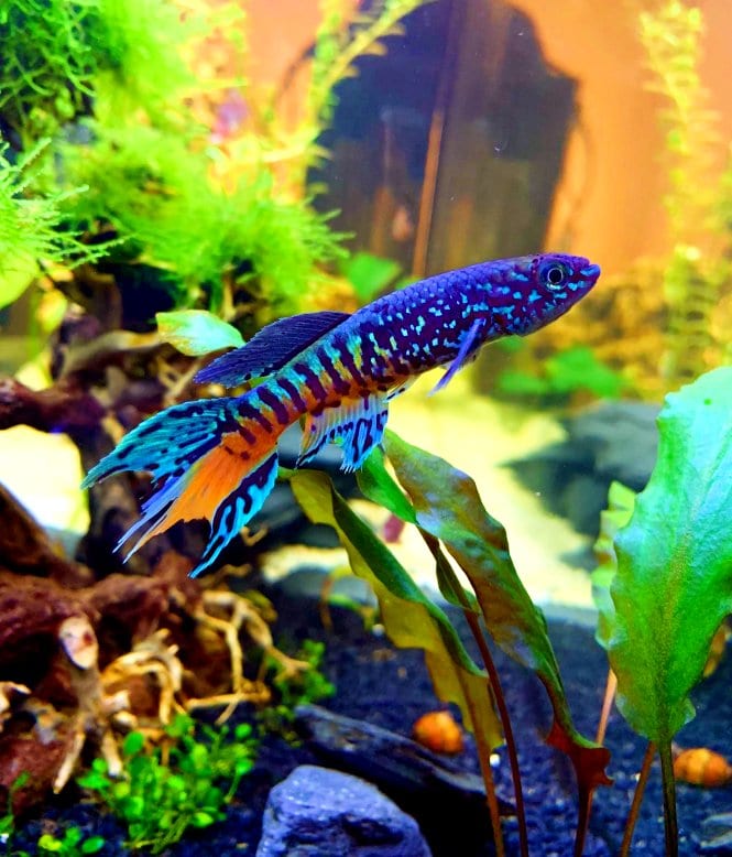 A Blue Gularis Killifish swimming diagonally