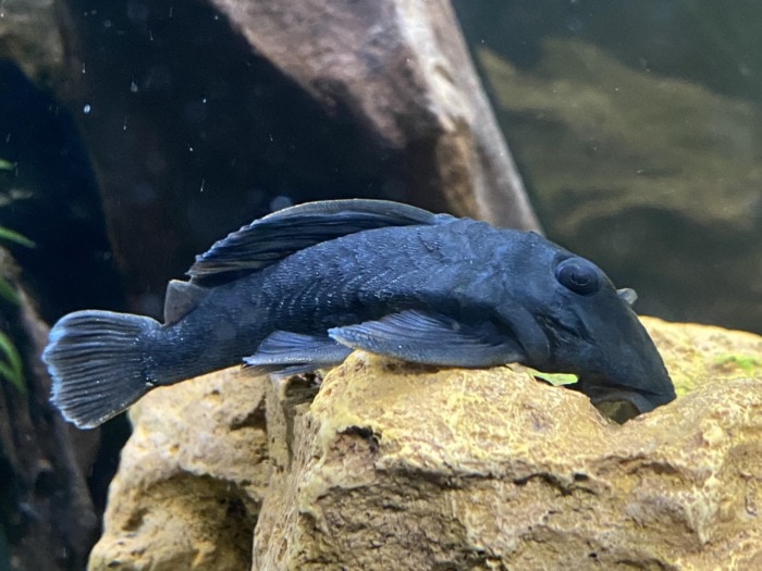 a blue panaque pleco resting on a yellow rock