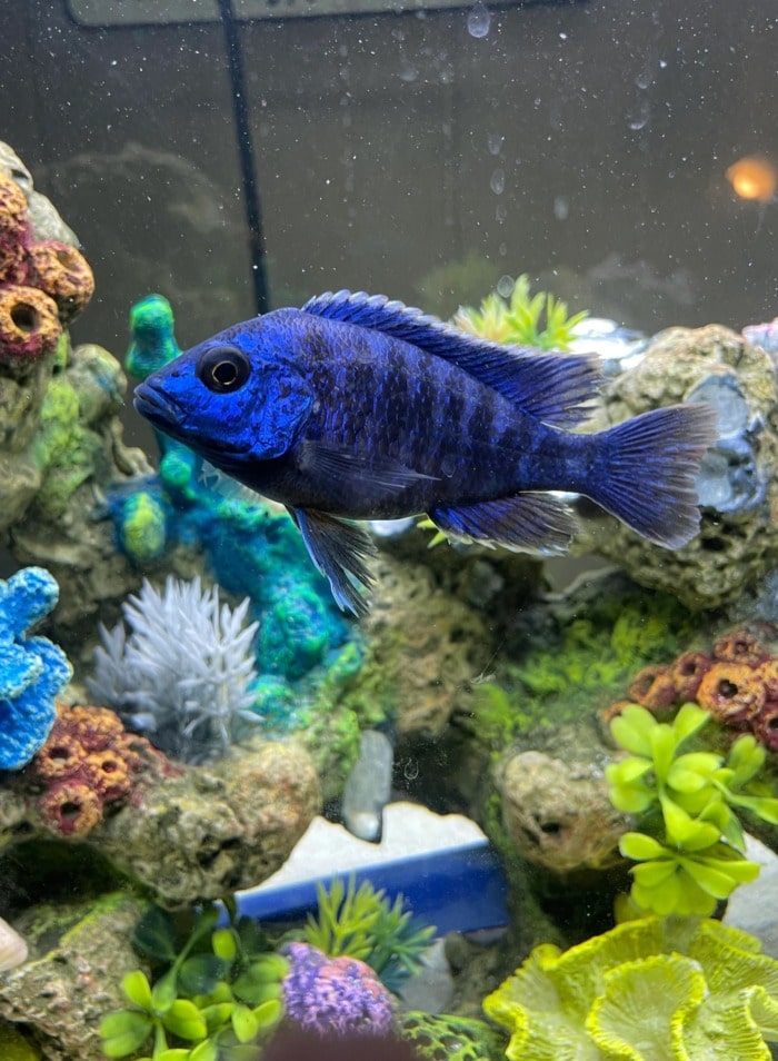Pictured, blue peacock cichlid