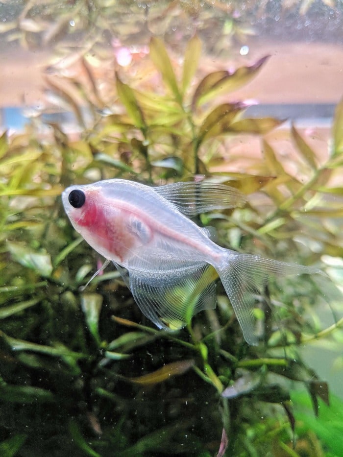 Pictured, blushing skirt tetra
