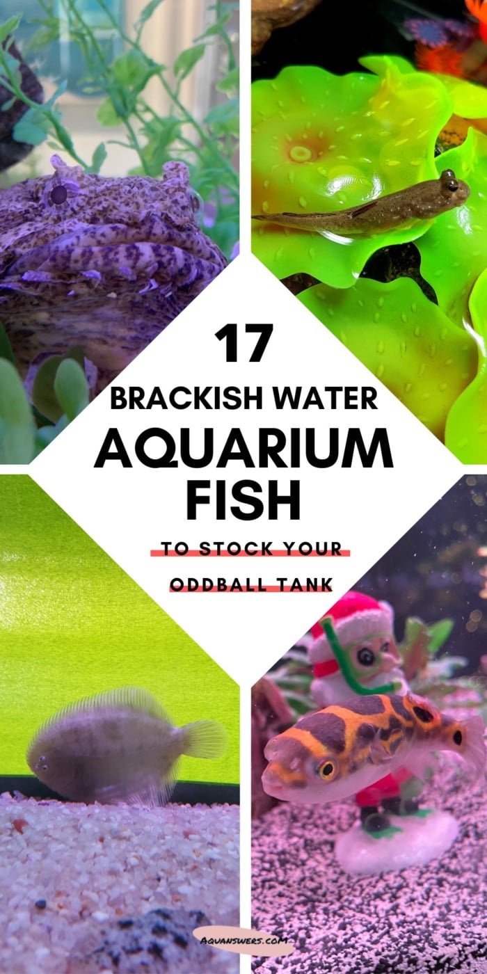 What are brackish water aquarium fish to stock your oddball tank - Pinterest poster?