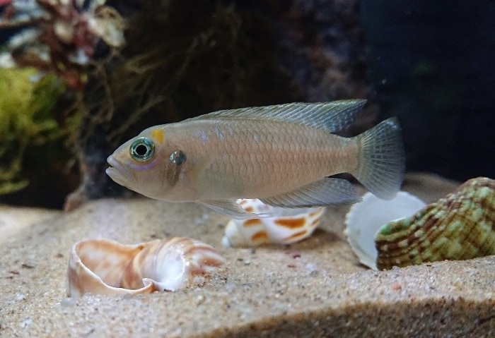 Pictured, A Brevis shell dweller cichlid guarding its snail shells