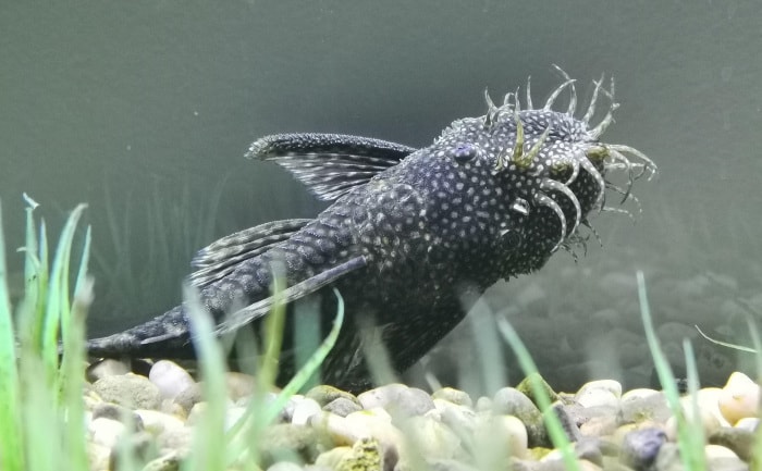 a bristlenose pleco hanging on the tank's glass near its bottom