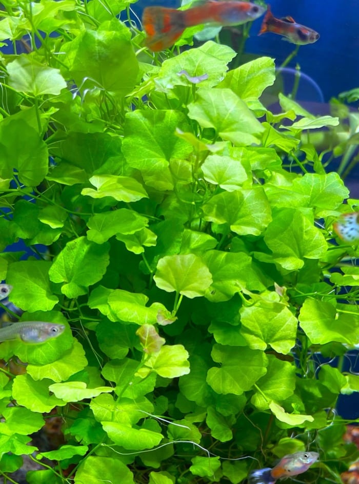 Pictured, cardamine lyrata