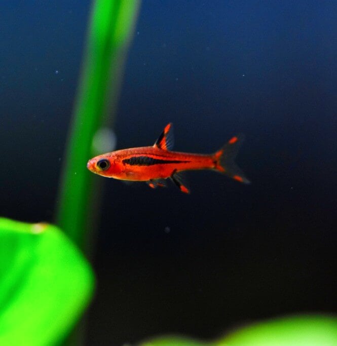 a tiny Chili Rasbora fish