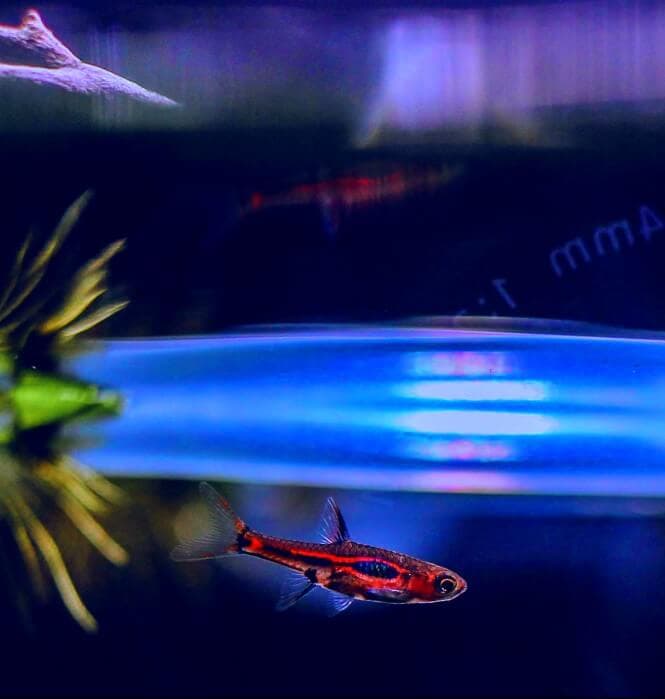 Close-up of a small, brightly-colored Chili Rasbora