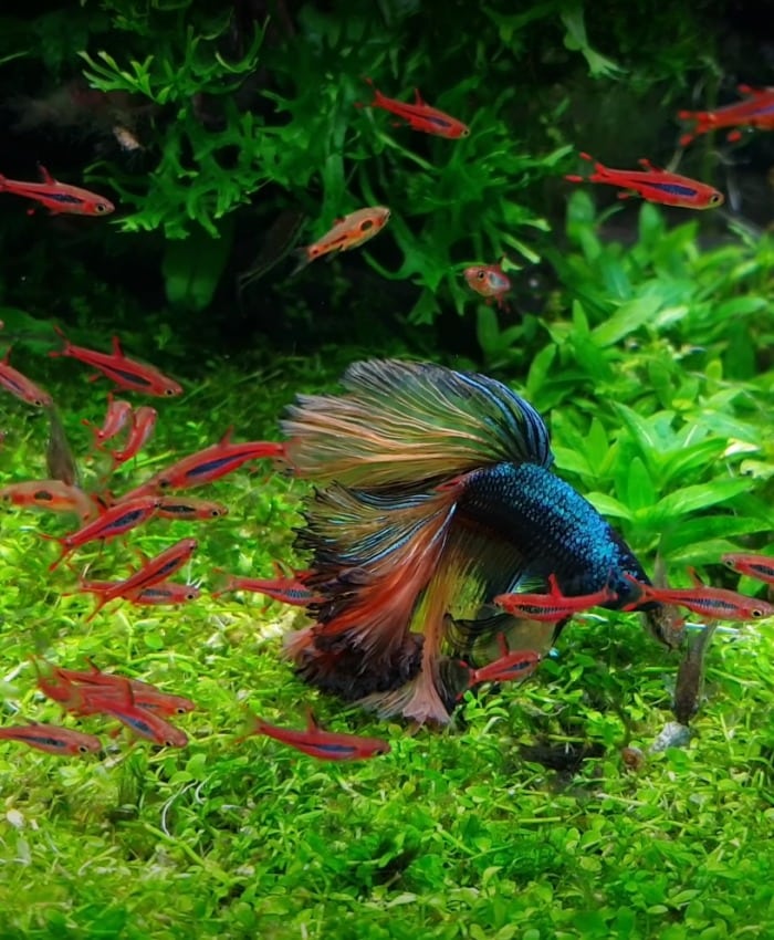 chili rasboras and betta