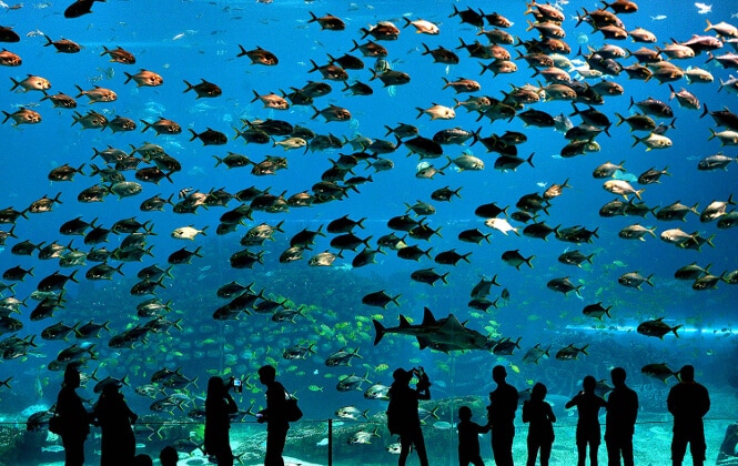 Pictured, the Chimelong Ocean Kingdom.