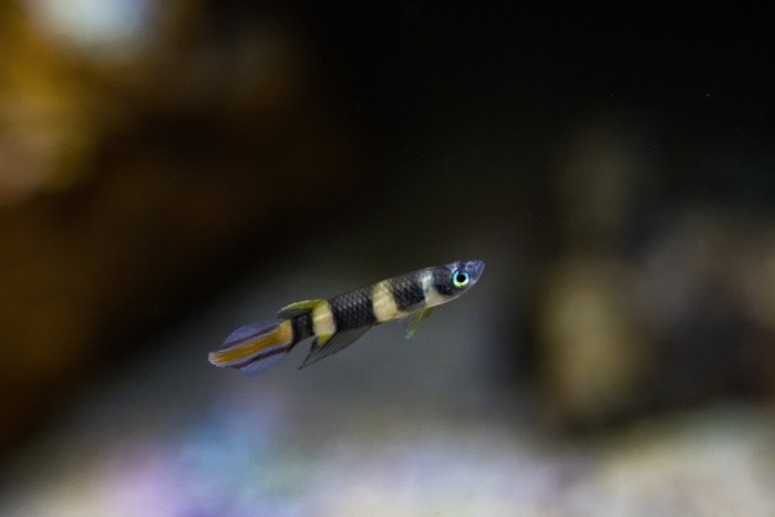 Pictured, A Clown killifish swimming on a blurry background

