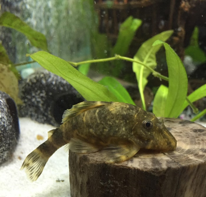 a clown pleco munching on a small wooden stump in its aquarium