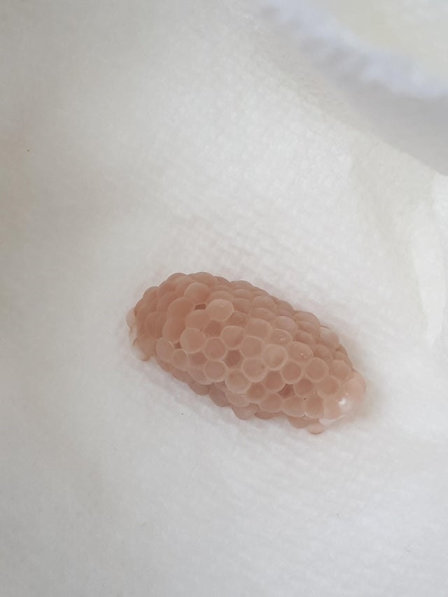 a clutch of eggs laid by a Mystery snail