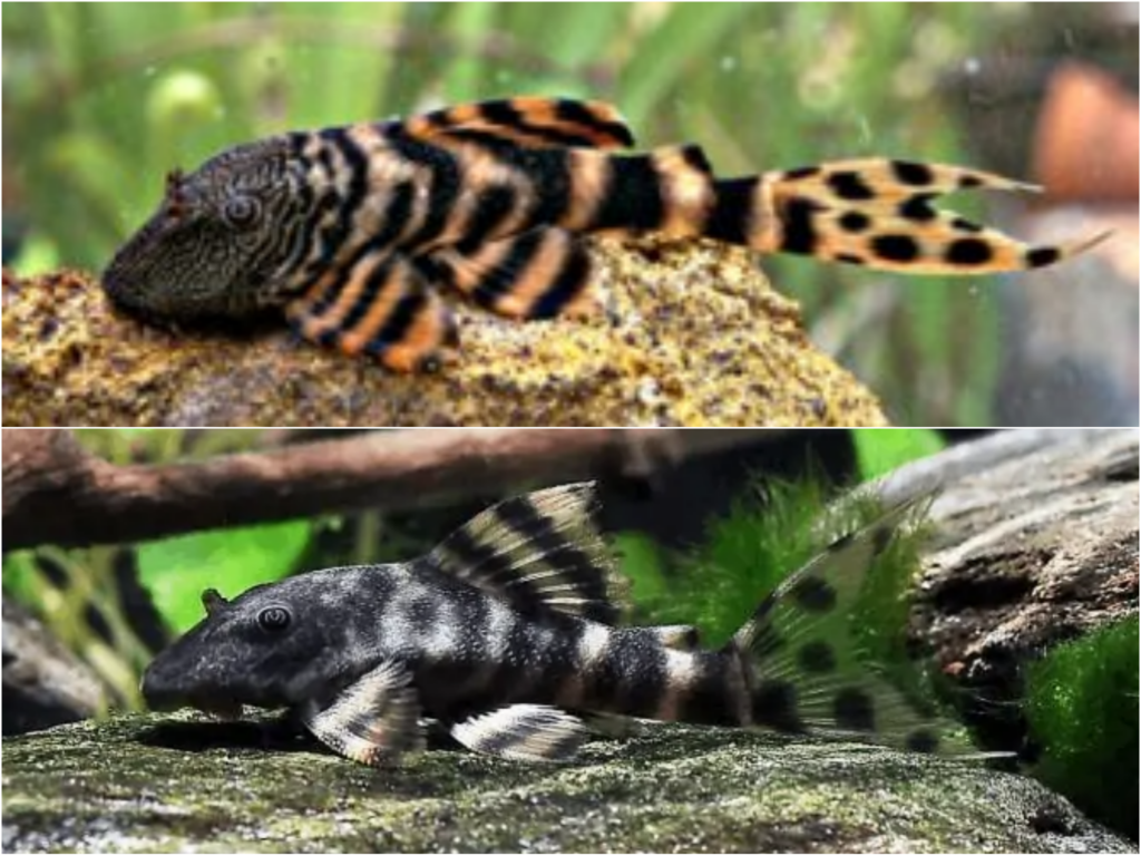 Two Spotted Tail Clown Pleco of differing color lounging on rocks 