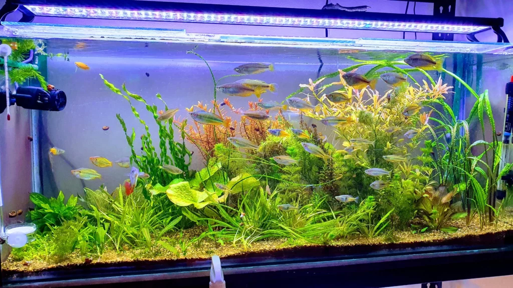 Most Colorful Freshwater Aquarium Fish