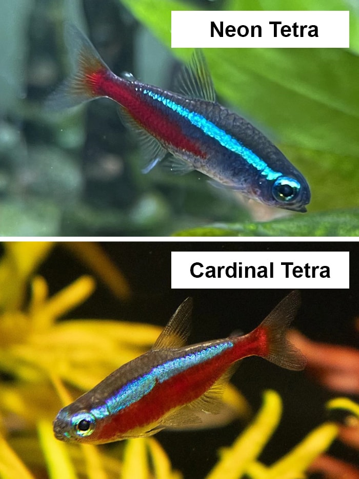 Pictured, A close-up comparison between Neon and Cardinal tetras
