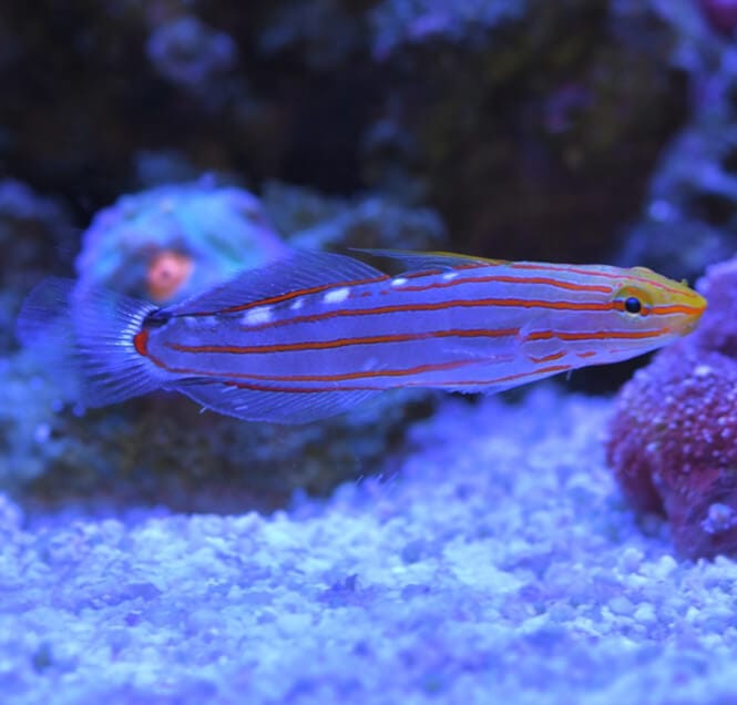 A close-up snapshot of a Court Jester Goby swimming in a saltwater aquarium.