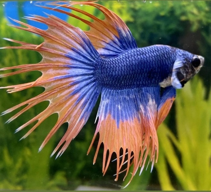 Crowntail betta fish stunning