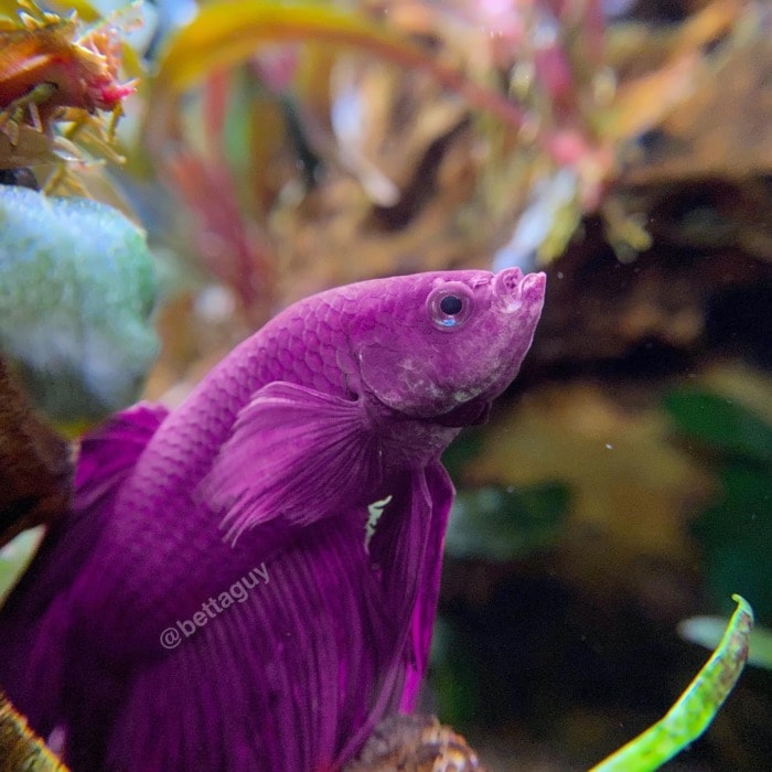 Deep purple betta - Image By Bettaguy