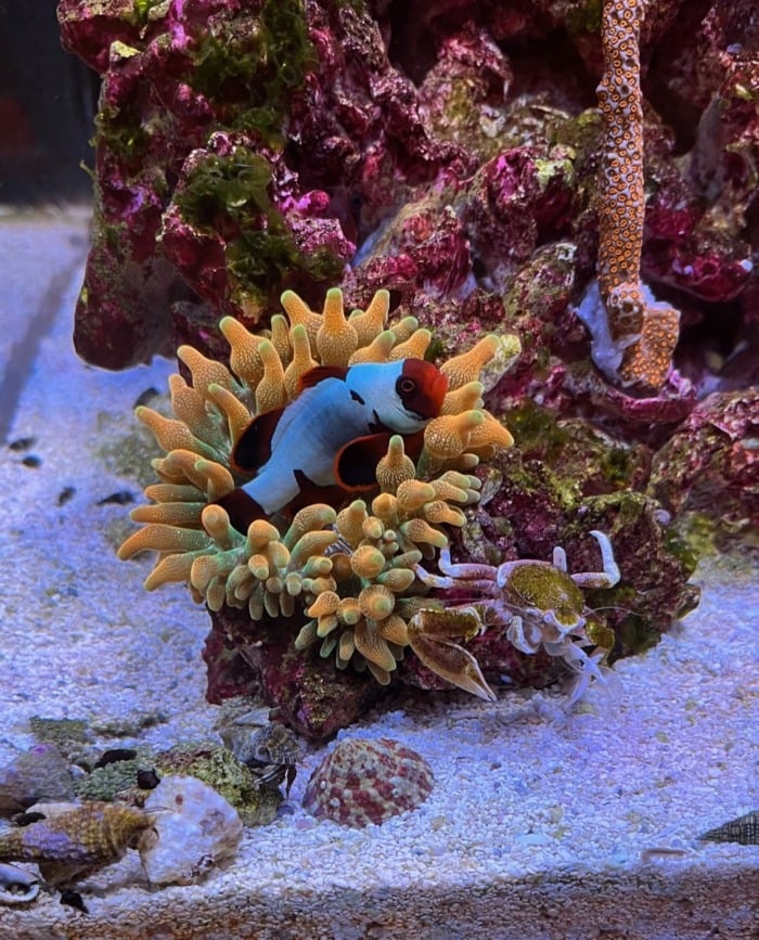 Pictured, designer clownfish