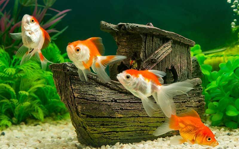 Additional Considerations for Goldfish Tank Setup
