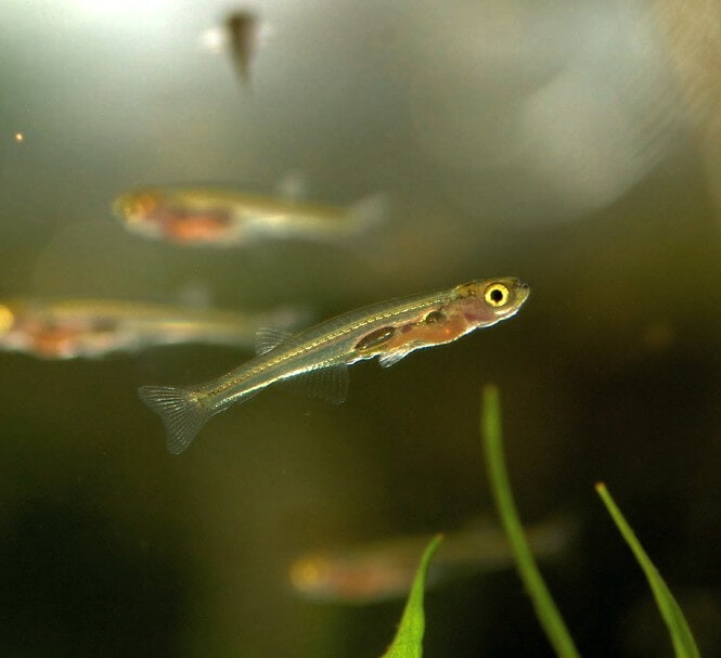 a school of miniature Dracula Minnows