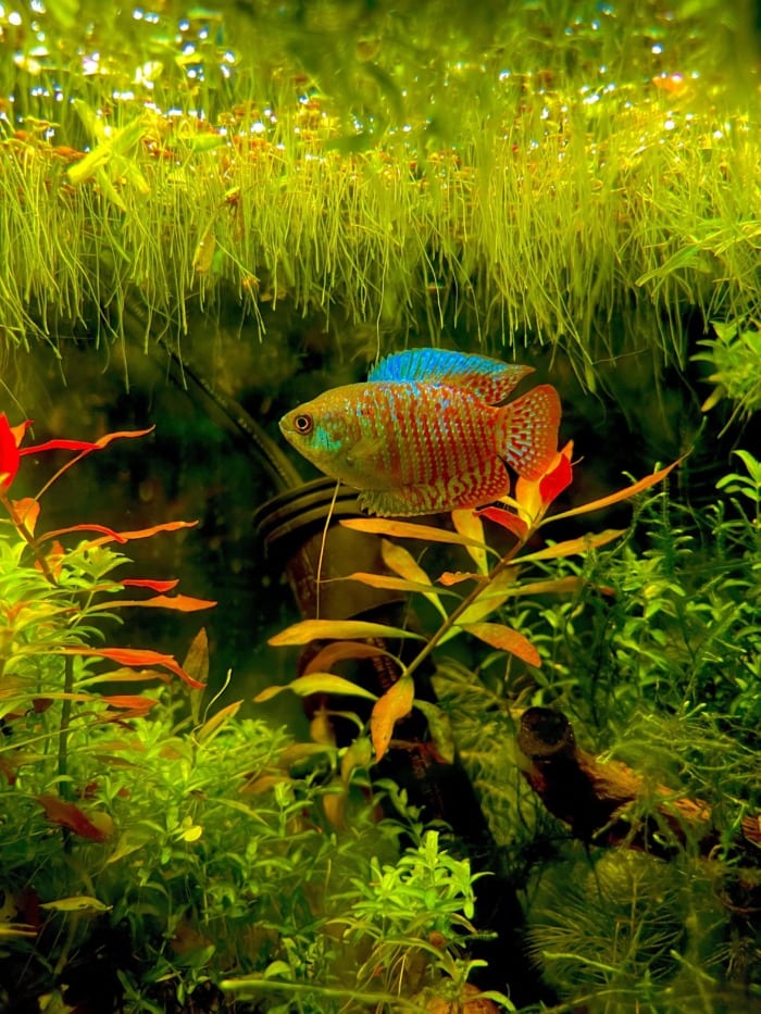 Pictured, A colorful Dwarf gourami calmly swimming in its heavily planted tank