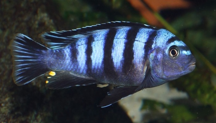 Pictured, dwarf mbuna