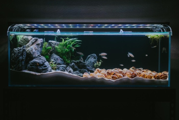 Pictured, dwarf multis shelldweller tank setup