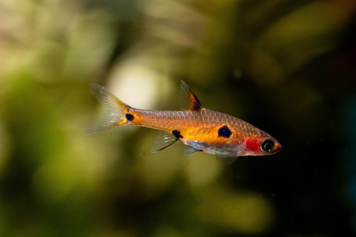 dwarf rasbora