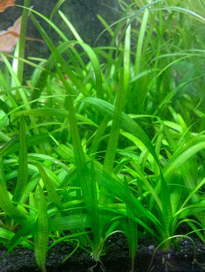 dwarf sagittaria