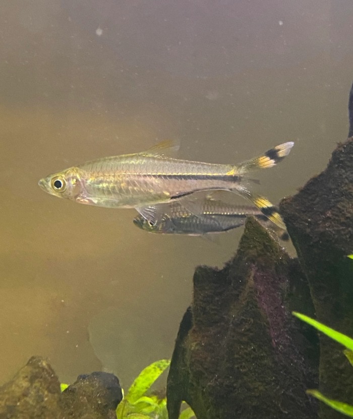 Pictured, dwarf scissortail rasbora