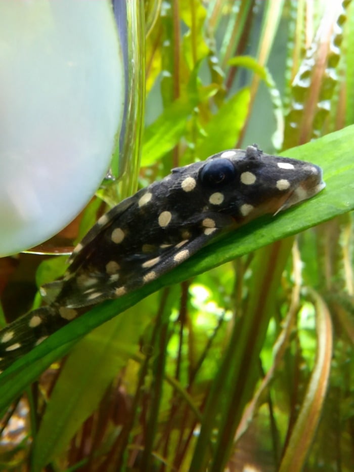 Pictured, A Snowball pleco hanging out on a leaf in a planted aquarium