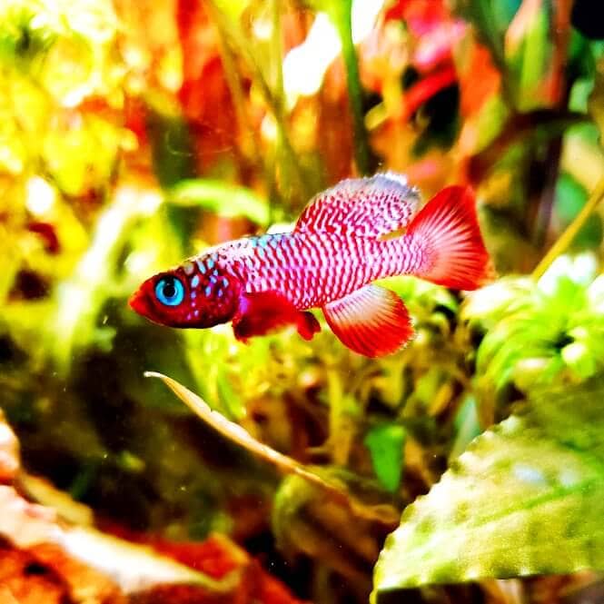 Eggersi Killifish in a planted tank