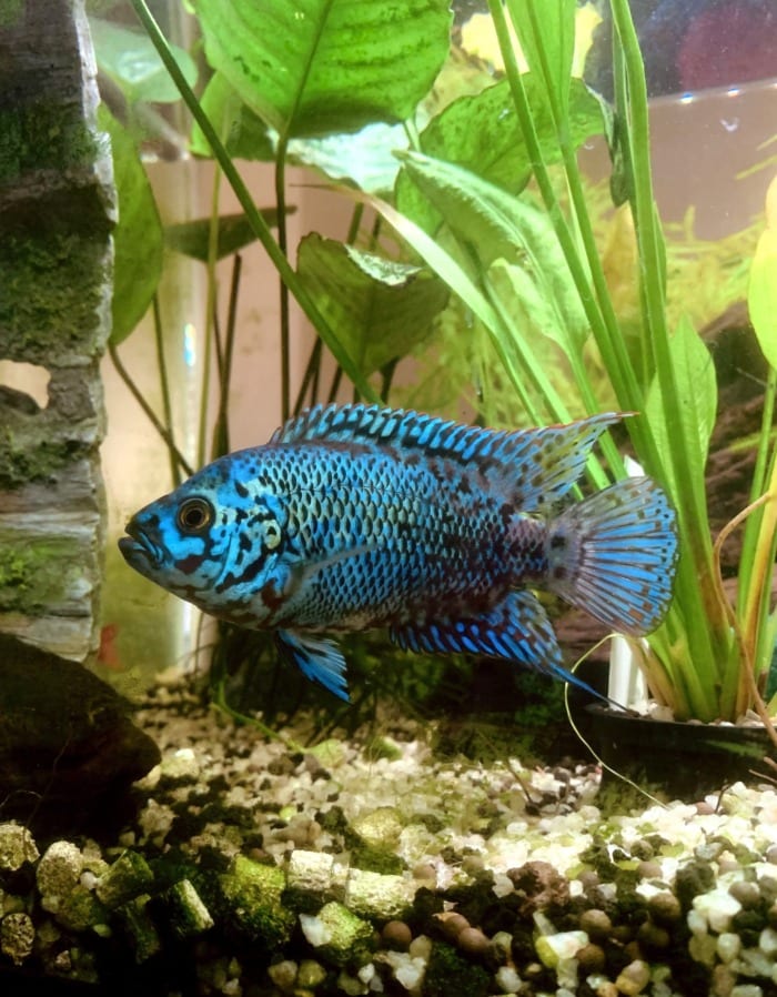 Pictured, electric blue jack dempsey
