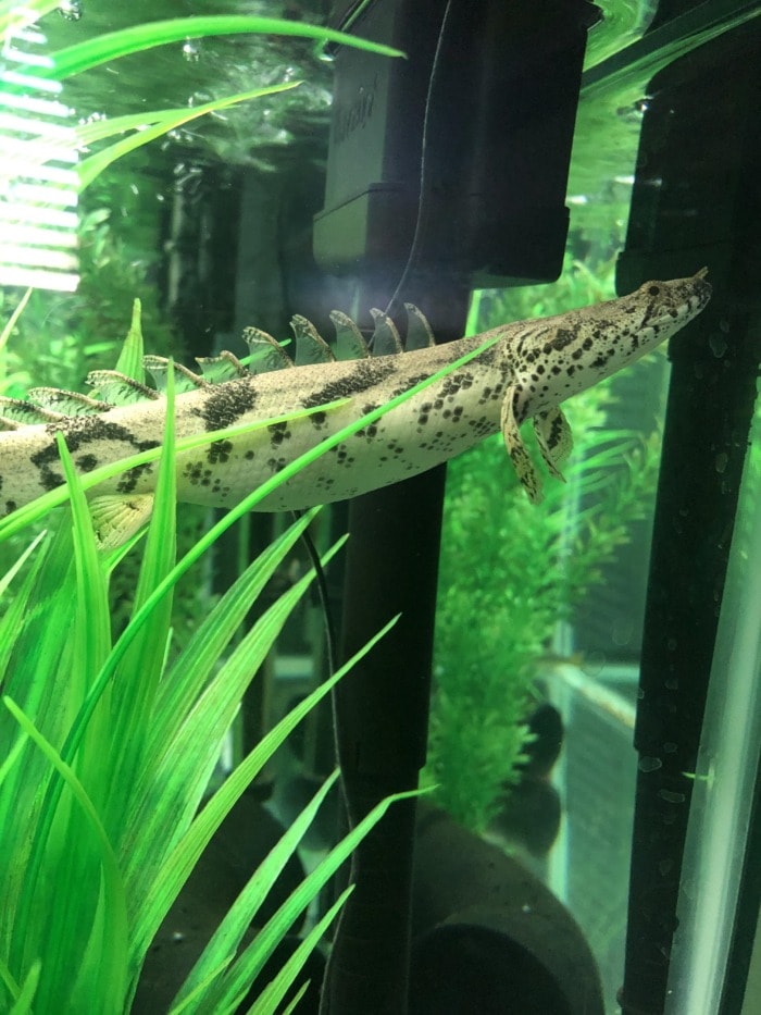 A Bichir swimming in an aquarium near tall aquarium grass