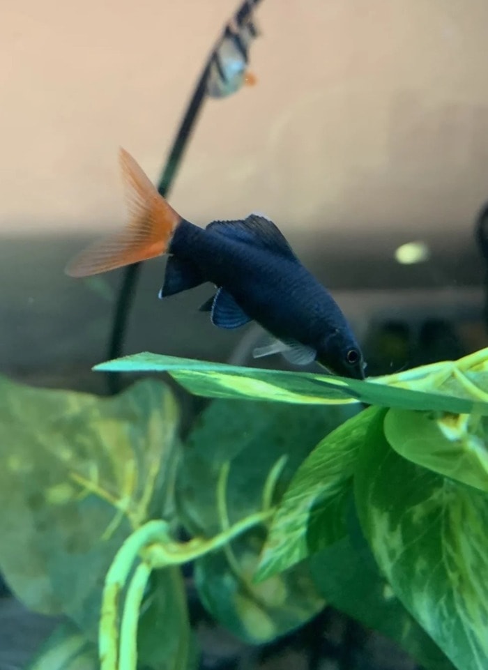 Pictured, epalzeorhynchos bicolor