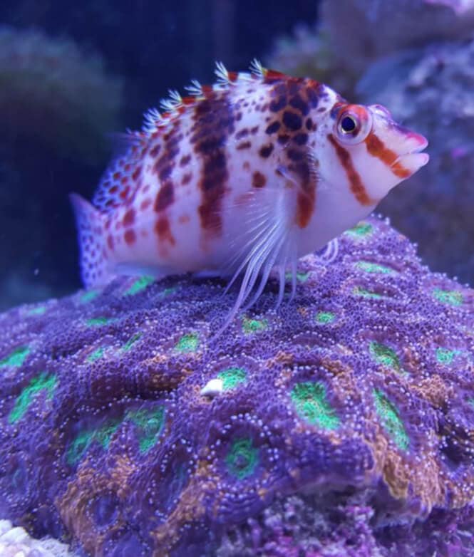 A Falco Hawkfish perching over a coral in a reef tank.