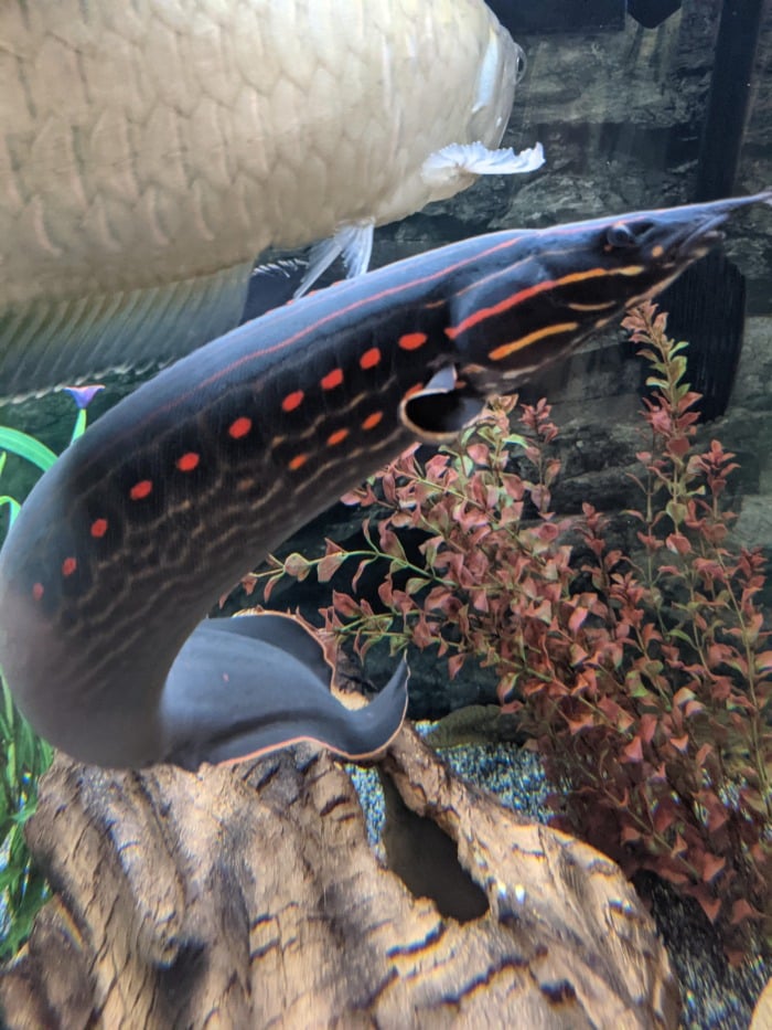 Pictured, FA big Fire Eel in a planted tank