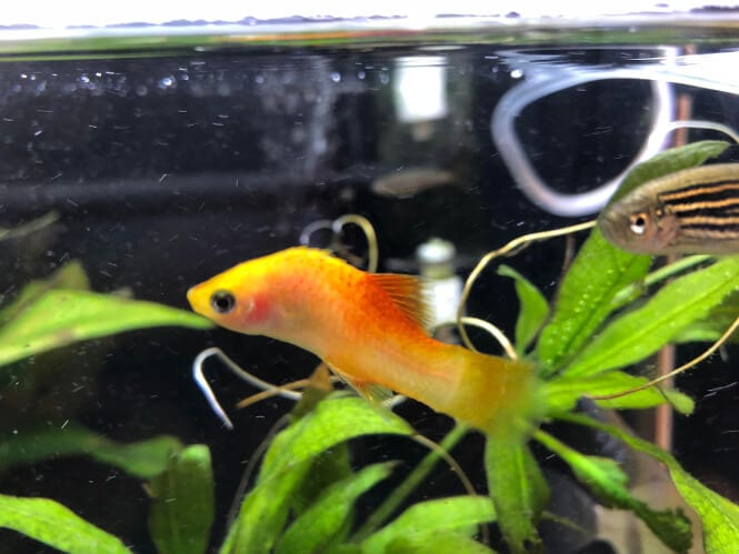 fish bent spine from high nitrate