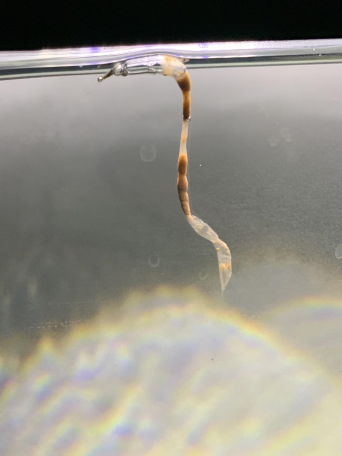 fish poop covered in mucus