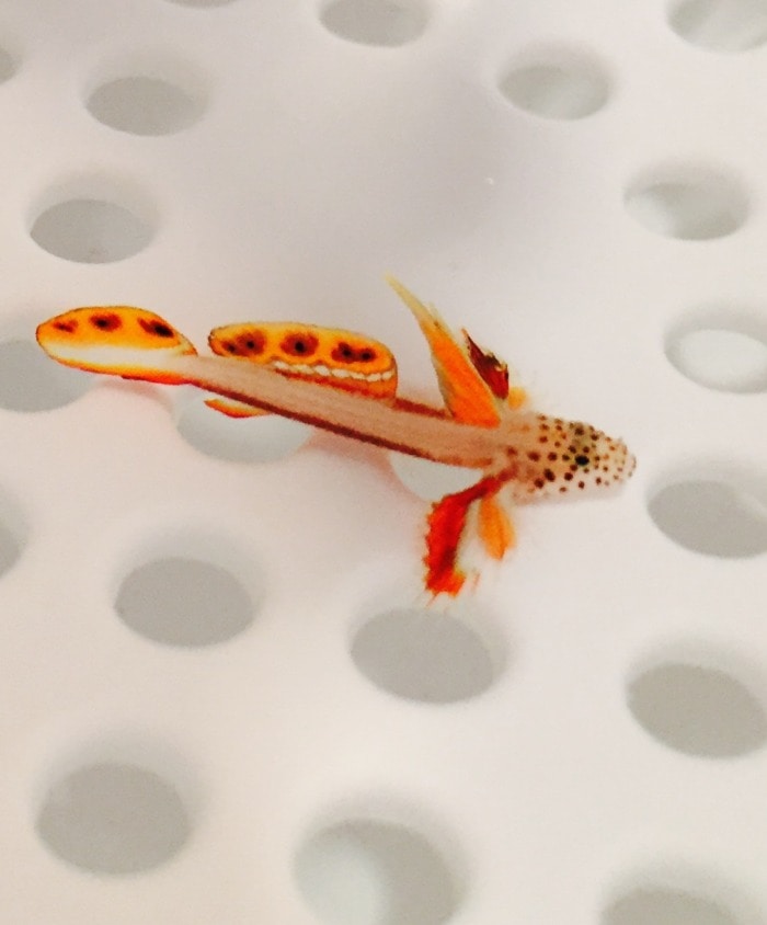 A flaming prawn goby in the fish store