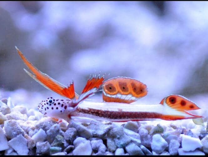 A Flaming Prawn Goby laying on the substrate