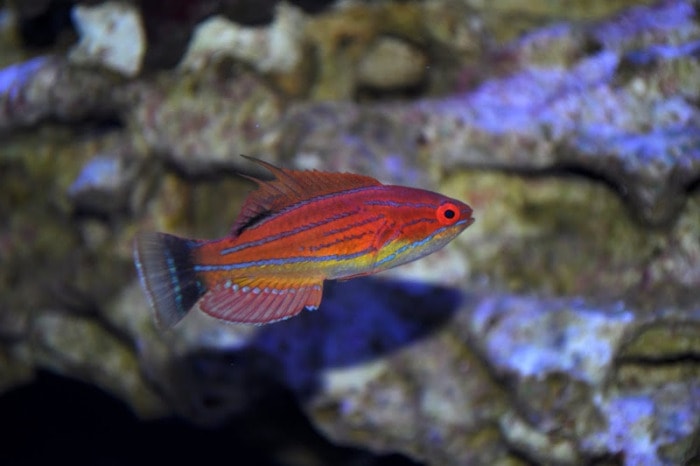 Flasher Wrasse Fish