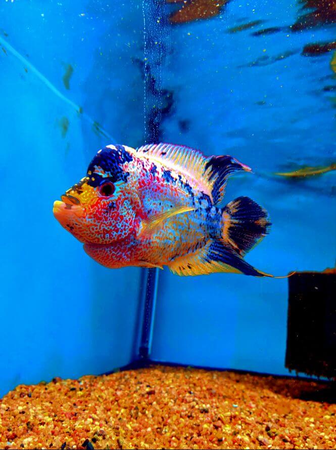 A Flowerhorn Cichlid in a fish tank